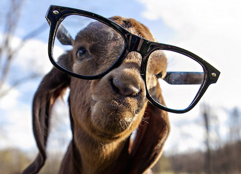 Funny-Goat-With-Glasses