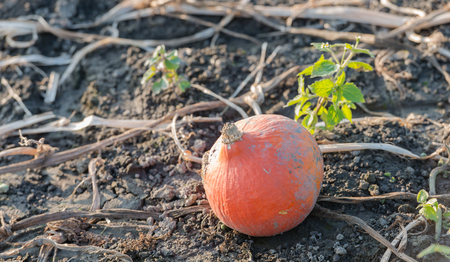 47209074 - after harvesting of the pumpkins one small not quite perfect orange pumpkin is left behind between the withered plants in the field of the organic pumpkin nursery.